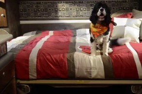 Bolt Dog Adventure 1, Episode 2